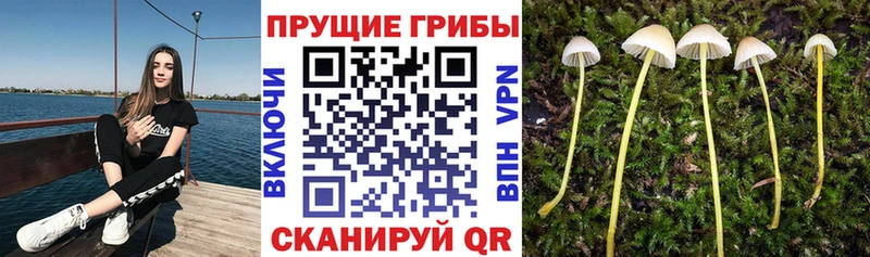 Купить закладки Крымск Псилоцибиновые грибы GOLDEN TEACHER